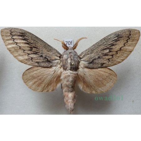 Pachypasa otus (Drury, 1773) male Greece 87mm70f